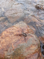 Dolomedes scriptus