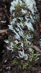 Artomyces adrienneae