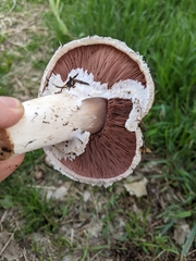 Agaricus