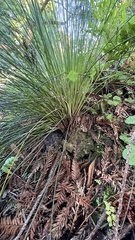 Juncus effusus pacificus
