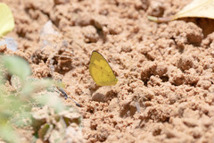 Eurema brigitta