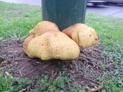 Gymnopilus junonius