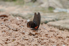 Papilio memnon