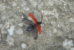 Platycis minutus