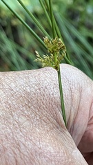 Juncus effusus pacificus