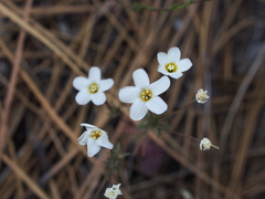 Leptosiphon breviculus