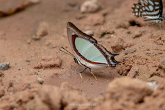 Polyura jalysus