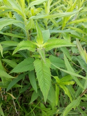 Angiospermae