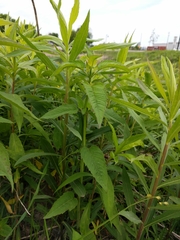 Angiospermae
