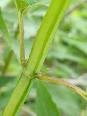Angiospermae