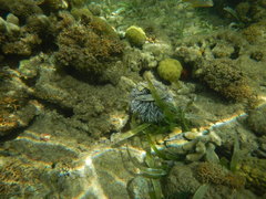 Tripneustes ventricosus