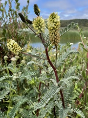Astragalus pycnostachyus