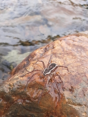 Dolomedes scriptus