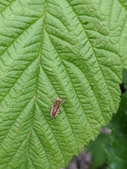 Acrididae