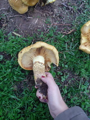 Gymnopilus junonius