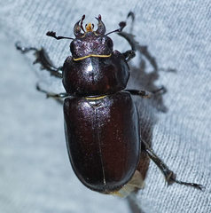 Lucanus placidus