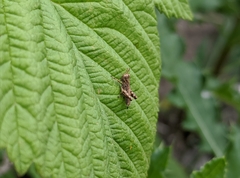 Acrididae