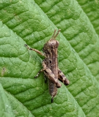 Acrididae