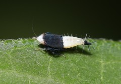 Scaphoideus incisus