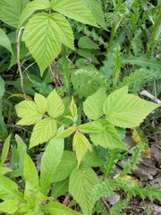 Rubus