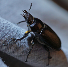 Lucanus placidus