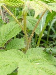 Rubus