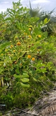 Vachellia choriophylla