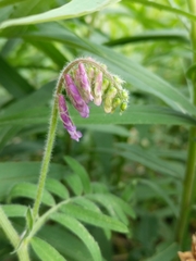 Vicia villosa