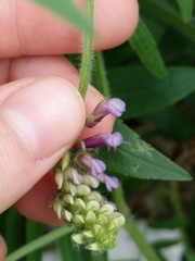 Vicia villosa