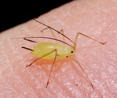 Illinoia liriodendri