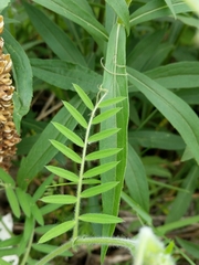 Vicia villosa