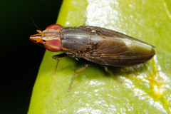 Cephaloconus tenebrosus