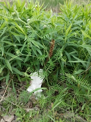 Vicia villosa