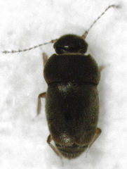 Ptiliodes amplicollis