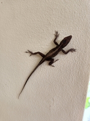 Anolis
