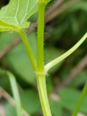 Echinocystis lobata