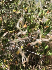 Cercocarpus minutiflorus