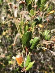 Cercocarpus minutiflorus