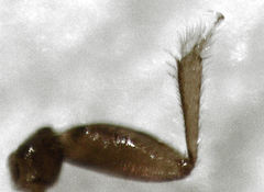 Ptiliodes amplicollis