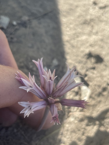 San Bernardino Mountains onion (Allium monticola)