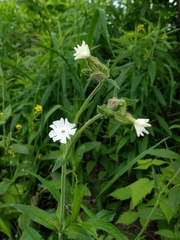 Silene latifolia
