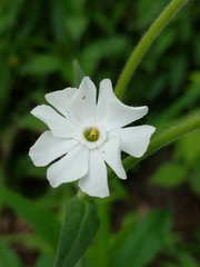 Silene latifolia