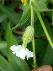 Silene latifolia