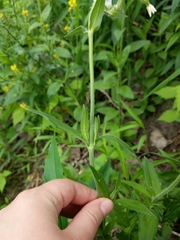 Silene latifolia