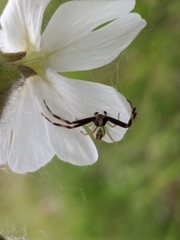 Misumena