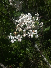 Rhododendron viscosum