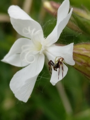 Misumena