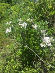 Rhododendron viscosum