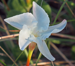 Mandevilla