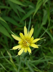 Tragopogon